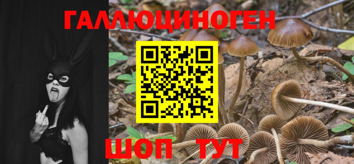 Псилоцибиновые грибы Psilocybine cubensis Нефтекумск